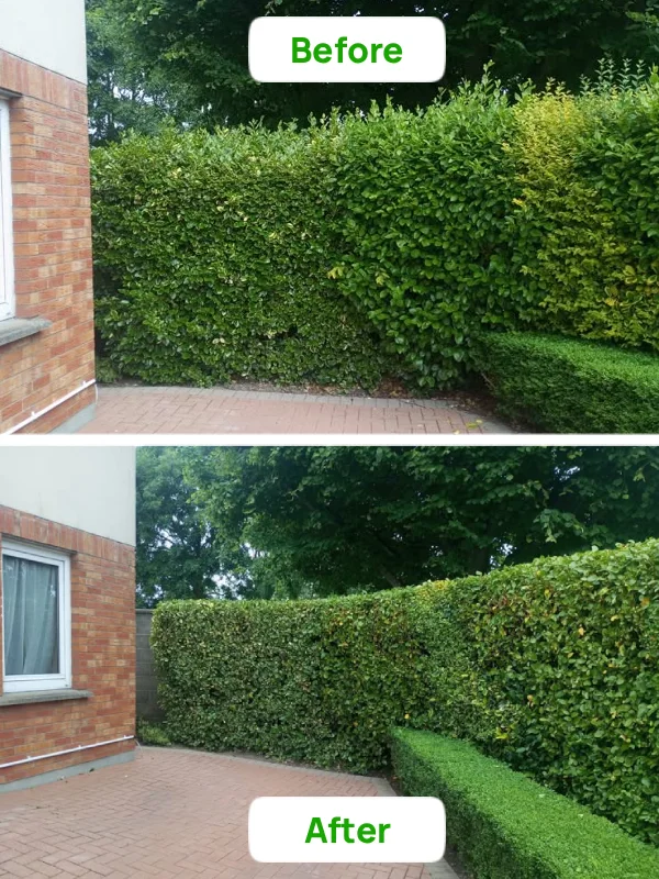 Long house hedges before and after cutting
